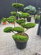 ilex crenata convexa bonsai, Overige soorten, Struik, Ophalen, 100 tot 250 cm