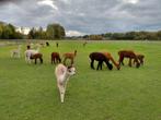 Alpaca's te koop., Dieren en Toebehoren, Overige Dieren, Mei, Meerdere dieren