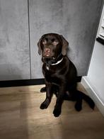 Lieve ras bruine Labrador zoekt nieuw baasje, Dieren en Toebehoren, Honden | Retrievers, Spaniëls en Waterhonden, Rabiës (hondsdolheid)