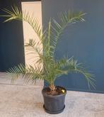 Zeer mooie Canarische dadelpalm (Phoenix Canariensis), Tuin en Terras, Planten | Bomen, Ophalen, Volle zon, Overige soorten