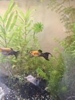 Panda goud zwart molly s, Dieren en Toebehoren, Vissen | Aquariumvissen