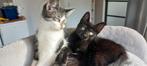 Lieve kittens, Meerdere dieren