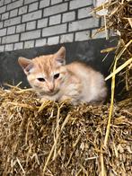 1 mooie boerderij kitten te koop!, Dieren en Toebehoren, Meerdere dieren, Kortharig, 0 tot 2 jaar
