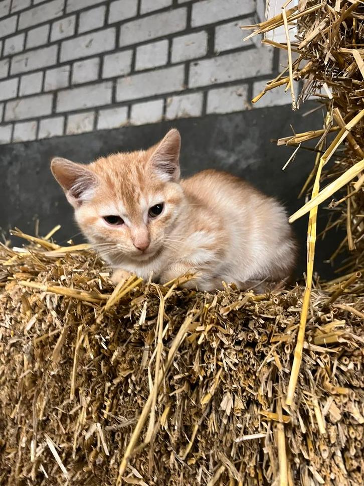 1 mooie boerderij kitten te koop!, Dieren en Toebehoren, Katten en Kittens | Overige Katten, Kortharig, Meerdere dieren, 0 tot 2 jaar