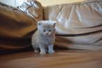 Prachtige Britse korthaar en langhaar kittens heel sociaal, Dieren en Toebehoren, Katten en Kittens | Raskatten | Korthaar, Meerdere dieren