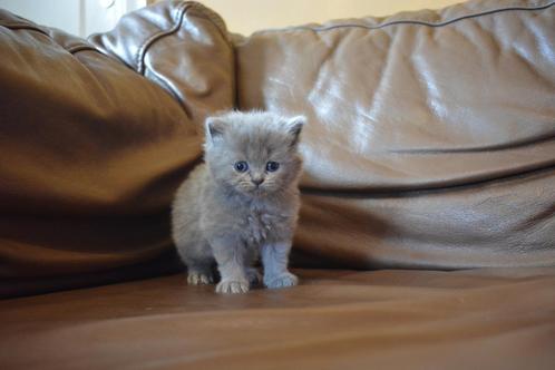 Prachtige Britse korthaar en langhaar kittens heel sociaal, Dieren en Toebehoren, Katten en Kittens | Raskatten | Korthaar, Meerdere dieren