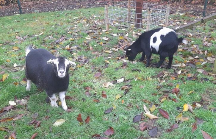 Geitjes te koop, Dieren en Toebehoren, Schapen, Geiten en Varkens, Geit, Vrouwelijk, 0 tot 2 jaar