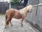 weide maatje, Dieren en Toebehoren, Merrie