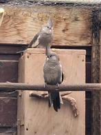jonge valkparkieten, Dieren en Toebehoren, Vogels | Parkieten en Papegaaien, Geslacht onbekend, Parkiet