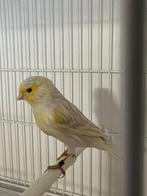Isabel satinet geel mozaïek, Dieren en Toebehoren, Vogels | Kanaries, Meerdere dieren, Kleurkanarie