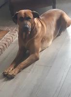 Hond Logan reu, Dieren en Toebehoren, 6 jaar of ouder, Rabiës (hondsdolheid), Reu, Eén hond