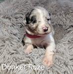 Bordercollie X Sheltie pups, Dieren en Toebehoren, Honden | Herdershonden en Veedrijvers, 8 tot 15 weken, Collie, Meerdere, Meerdere dieren