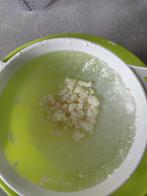 Kefir korrels melkkefir, Diversen, Ophalen of Verzenden