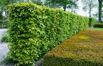 GEZOCHT: Beukenhaag 200-300cm, Ophalen, Beukenhaag, Haag, 250 cm of meer