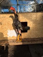 Shamo Brasil vechthoender, Dieren en Toebehoren, Mannelijk, Kip