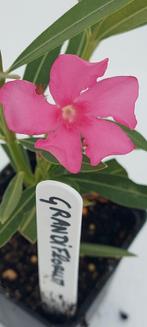 Nerium oleander Grandiflorum licht roze, Ophalen of Verzenden, Zomer, Overige soorten, Volle zon