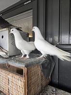 Takla, Dieren en Toebehoren, Meerdere dieren