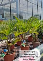 Trachycarpus Wagnerianus palmboom winterhard., Ophalen, Volle zon, Palmboom