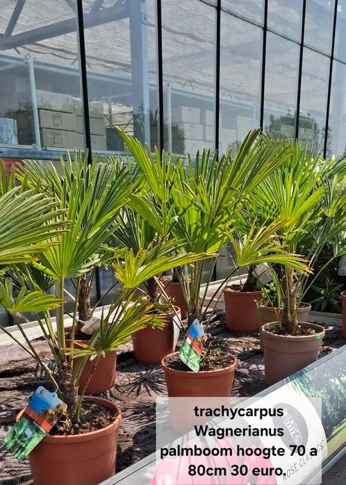 Trachycarpus Wagnerianus palmboom winterhard., Tuin en Terras, Planten | Bomen, Palmboom, Volle zon, Ophalen