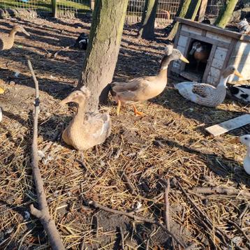 Broedeieren van de Indische loopeend met kans op kuif beschikbaar voor biedingen