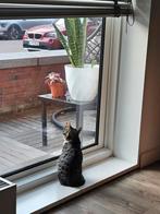 VERMIST, Ophalen of Verzenden