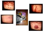 8mm film Nature Window - Wasbeertje - rood - geluid 60mtr, Audio, Tv en Foto, Filmrollen, Ophalen of Verzenden, 8mm film