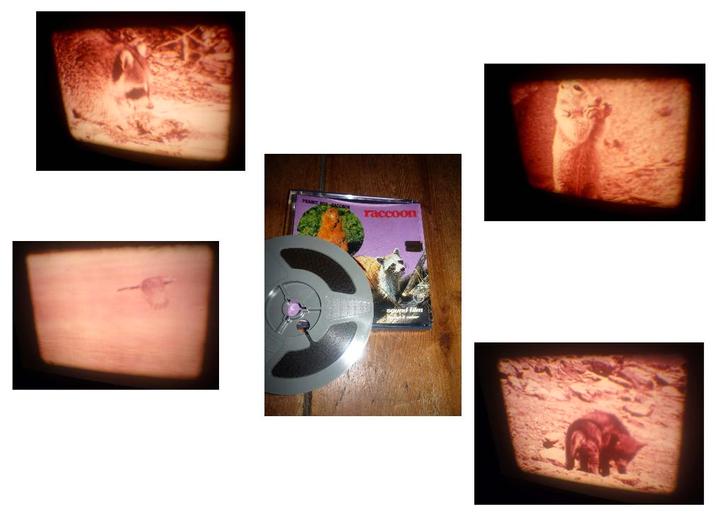 8mm film Nature Window - Wasbeertje - rood - geluid 60mtr, Audio, Tv en Foto, Filmrollen, 8mm film, Ophalen of Verzenden