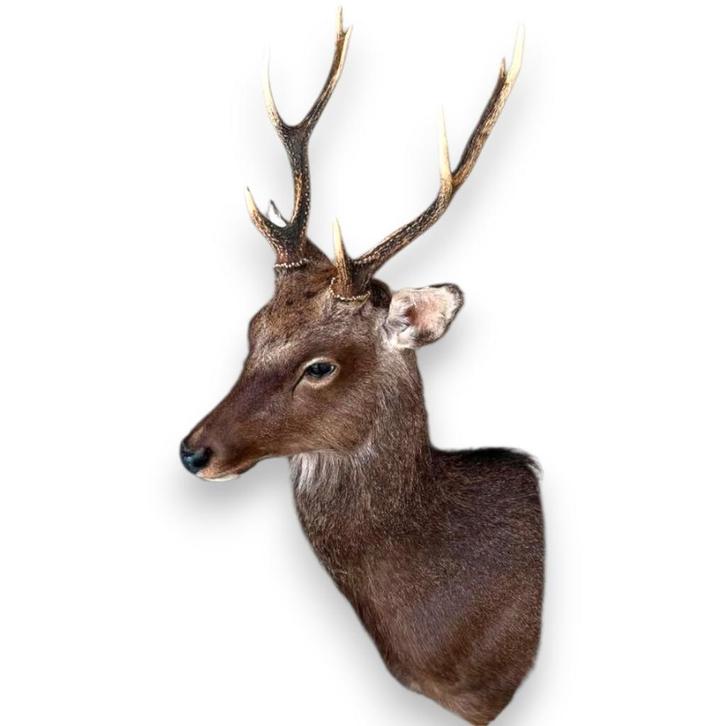 Recent opgezette shouldermount Sikahert, Verzamelen, Dierenverzamelingen, Nieuw, Opgezet dier, Vogel, Ophalen of Verzenden