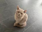 Schitterende Britse Korthaar x Europese Korthaar 5maanden, Dieren en Toebehoren, Katten en Kittens | Raskatten | Korthaar, Kater