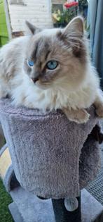 Kat, Dieren en Toebehoren, Katten en Kittens | Raskatten | Langhaar, Poes, Ingeënt, 0 tot 2 jaar