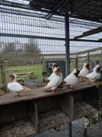 Nonduiven, Meerdere dieren, Overige soorten