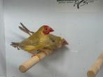 Pastel binsenastrilde - Neochmia ruficauda, Meerdere dieren, Tropenvogel, Geringd