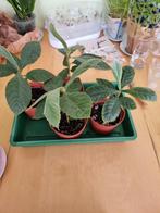 Loquat, Japanse wolmispel, Neffel, Nespole, Ophalen, Groenteplanten, Volle zon