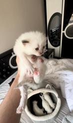 100%Ragdol kittens (met stamboom ), Dieren en Toebehoren, Katten en Kittens | Raskatten | Langhaar, Kater, Met stamboom