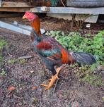 Te koop trio shamo kippen, Dieren en Toebehoren, Pluimvee