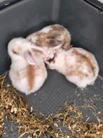 Een schattig konijntje voor 10 euro, Dieren en Toebehoren, Konijnen, Dwerg