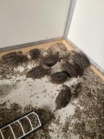 Harlekijn kwartels, Meerdere dieren, Tropenvogel