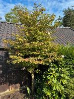 GRATIS Viburnum boompje, Tuin en Terras, Planten | Tuinplanten, Vaste plant, Halfschaduw, Zomer, Ophalen