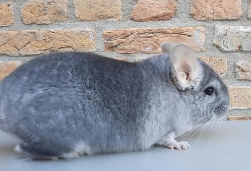 Chinchilla : Saffier BDD / BPD? Vrouw, Dieren en Toebehoren, Knaagdieren, Vrouwelijk, Chinchilla, Voor 1 juli 2024
