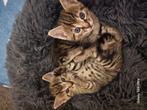 Kittens, Dieren en Toebehoren, Katten en Kittens | Raskatten | Korthaar, Meerdere dieren