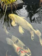 Zeer mooie butterfly ogon, Karper of Koi