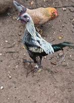 Haantje Engelse kriel  20 weken oud, Dieren en Toebehoren, Pluimvee, Mannelijk, Kip