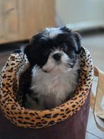 Prachtige sociale boomer pups!!, Overige rassen, 8 tot 15 weken, Meerdere, Meerdere dieren