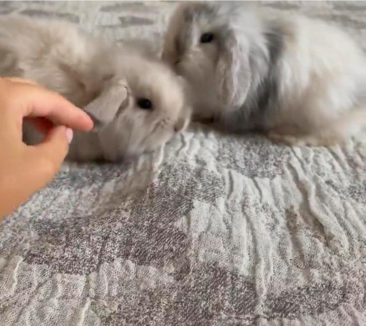 ️️ ❤️❤LIEVE RASZUIVER MINILOPJES ZOEKEN EEN FIJN THUIS !, Dieren en Toebehoren, Konijnen, Dwerg, Meerdere dieren, 0 tot 2 jaar