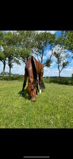 Vanaf september 2 uitloopboxen vrij, Dieren en Toebehoren, Stalling en Weidegang, 2 of 3 paarden of pony's