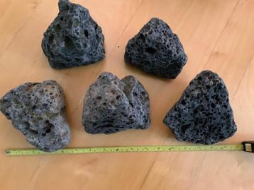 5 stukken Galapagos lava beschikbaar voor biedingen