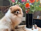Prachtig cream Pomeriaan meisje zoekt liefdevol huisjes, Dieren en Toebehoren, Honden | Poolhonden, Keeshonden en Oertypen, 15 weken tot 1 jaar