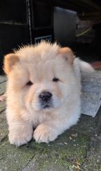 Nog maar één 100% raszuivere Chow Chow Reu puppy's te koop., Dieren en Toebehoren, Honden | Poolhonden, Keeshonden en Oertypen