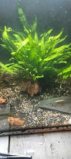 Java varen moederplanten op hout, Overige typen, Zoetwatervis