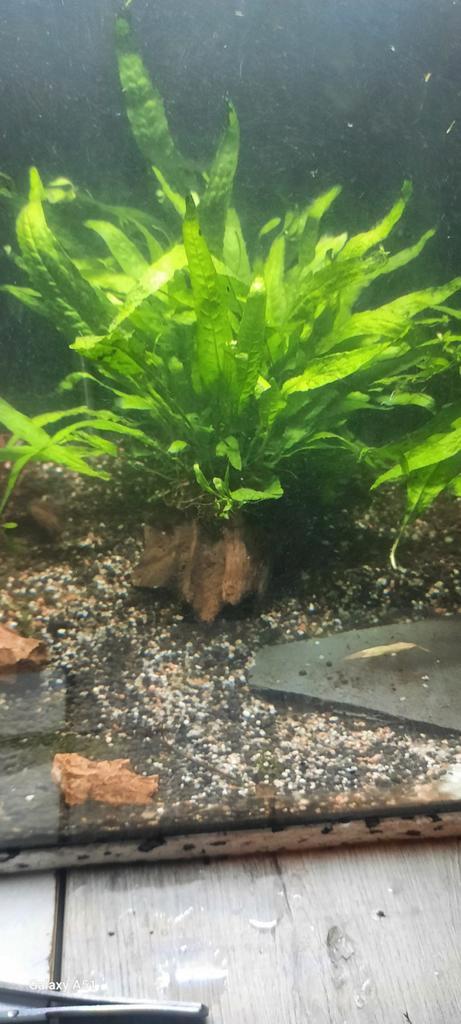 Java varen moederplanten op hout, Dieren en Toebehoren, Vissen | Aquariumvissen, Zoetwatervis, Overige typen